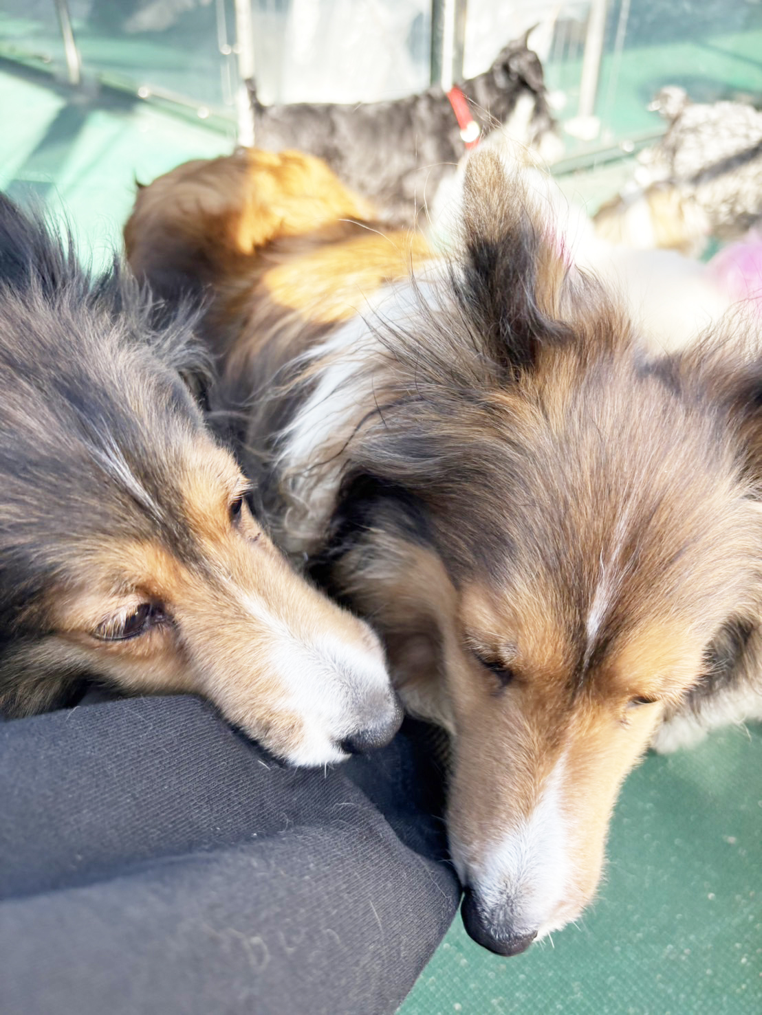 生徒が撮影したモデル犬写真①